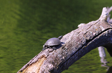 Turtle on the trunk of a fallen tree, above the surface of the pond