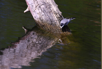 Wagtail, standing on the trunk of a tree that has fallen into the water, looks at his reflection in the water...