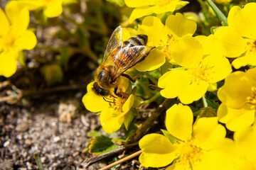 bee collects nectar from Potentilla arenaria, Tormentilla erecta, Potentilla laeta, Potentilla tormentilla, tormentil, septfoil, erect cinquefoil yellow small wildflowers melliferous plants - obrazy, fototapety, plakaty