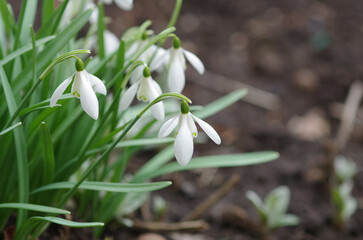 The first snowdrops are the harbingers of spring. Common snowdrop (Galanthus nivalis) flowers