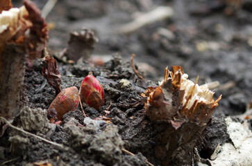 Young plant buds are breaking out of the ground. Spring