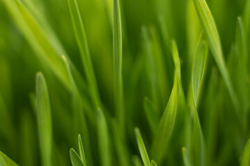 Obraz na płótnie Canvas Fresh green grass background macro image.