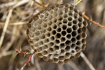 abandoned paper wasp nest on dry grass in meadows