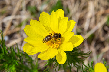 Honey bee on blooming adonis flower, Spring background, honey bee pollinating wild yellow flower - obrazy, fototapety, plakaty
