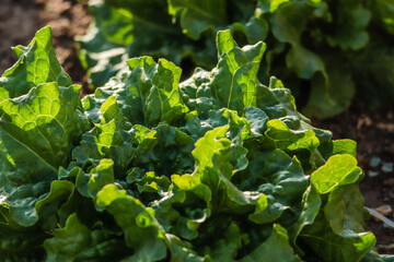 organic lettuce in a field - 502812366