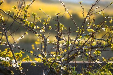 Sparrow in a tree in a spring day