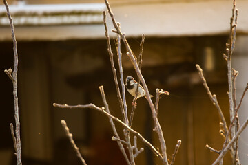 Sparrow in a tree in a spring day