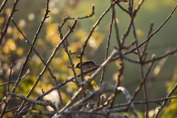 Sparrow in a tree in a spring day