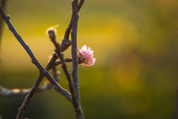 Pink beautiful flowers in the tree blooming in the early spring, backgroung blured.