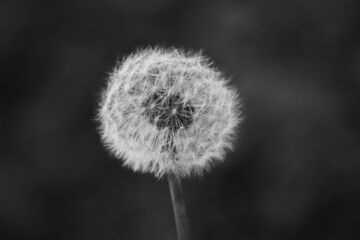 Obraz premium Closed Bud of a dandelion at the sunset