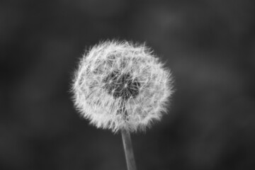 Closed Bud of a dandelion at the sunset