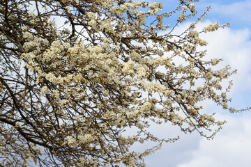 Prunus Cerasifera Blooming white plum tree. White flowers of Prunus Cerasifera
