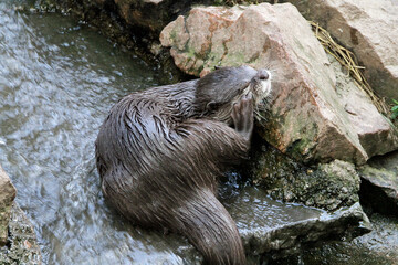 Ein Zwergotter. den man in Asien antrift.Thüringen, Deutschland, Europa  --
A pygmy otter found in...