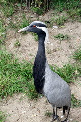 Der Jungfernkranich  lebt in Grassteppen und Halbwüsten. Thueringen, Deutschland, Europa -
The Damsel Crane lives in grassy steppes and semi-deserts. Thuringia, Germany, Europe