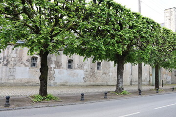 Avenue du 95 de ligne, rue bordée d'arbres, ville de Bourges, département du Cher, France
