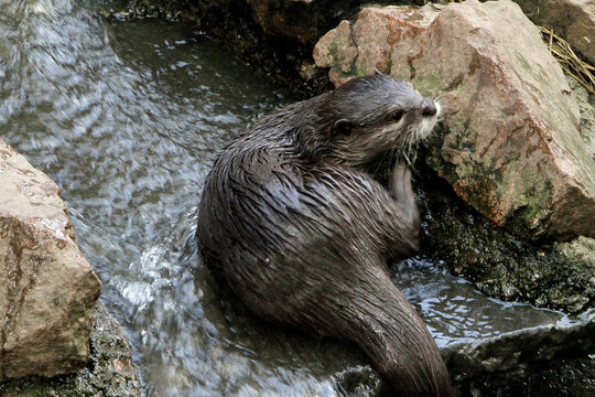 Ein Zwergotter. den man in Asien antrift.Th&uuml;ringen, Deutschland, Europa  --
A pygmy otter found in Asia. Thuringia, Germany, Europe