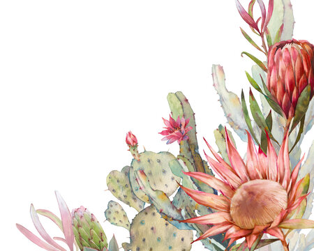 African flora: protea and cactus. Frame design. Watercolor card with desert plants on white background. Flowering cacti banner design