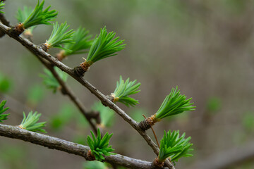 Fototapeta premium A young branch of a flowering larch on a Sunny spring day