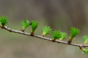 A young branch of a flowering larch on a Sunny spring day