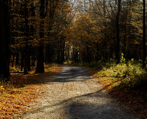 Autumn road in the middle of autumn trees and fallen leaves. Beautiful autumn season.