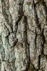 close up of the old bark texture pattern in the forest Vintage background