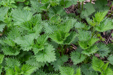 Bush of stinging-nettles. Nettle leaves. Top view. Botanical pattern. Greenery common nettle