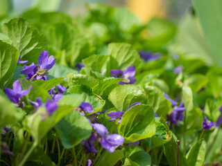 Spring flowering of fragrant violets. Wild violet flowers