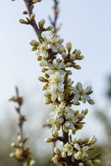 Blackthorn prunus spinosa sloe plant shrub white flower bloom blossom detail spring wild fruit