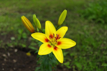 Fototapeta premium 黄色の百合の花