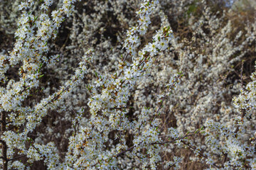 Blackthorn prunus spinosa sloe plant shrub white flower bloom blossom detail spring wild fruit