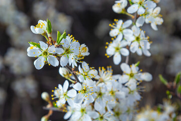 Prunus spinosa, called blackthorn or sloe, is a species of flowering plant in the rose family Rosaceae. Prunus spinosa, called blackthorn or sloe tree blooming in the springtime