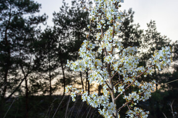 Prunus spinosa, called blackthorn or sloe, is a species of flowering plant in the rose family...