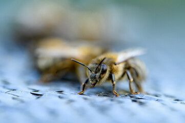 Pszczoła miodna. Apis mellifera. Pszczoła. Pszczółka. Pszczoła miodna w zdjęciu macro. Zdjęcie pszczoły. Pszczoła miodna portret. 