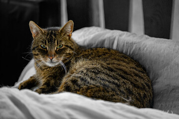 Kot siedzący na poduszce. Kot dachowiec. Bury kot patrzący w obiektyw. 
