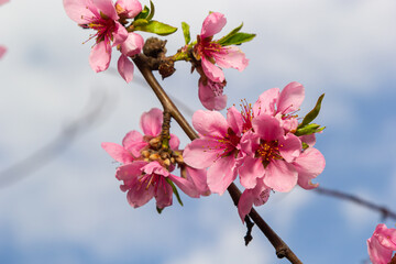 Peach branches densely covered with pink flowers - abundant flowering of the fruit tree