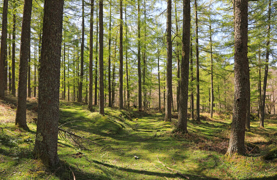 bosque &aacute;rboles pinos abetos coniferas sendero pa&iacute;s vasco 4M0A3748-as22