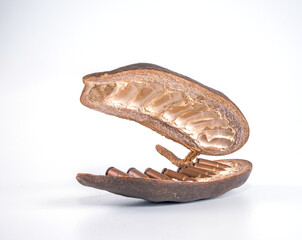 Ammunition. Cartridges grow in the pods of a dangerous plant. Danger Art. Poster. Isolated on a white background.