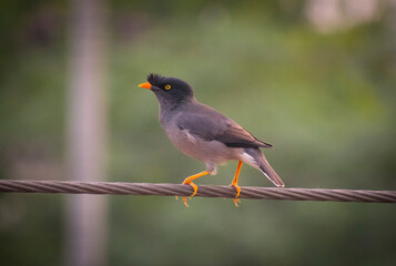 Beautiful jungle myna(shalik)bird looking angry on electrict wire selective focus images.
