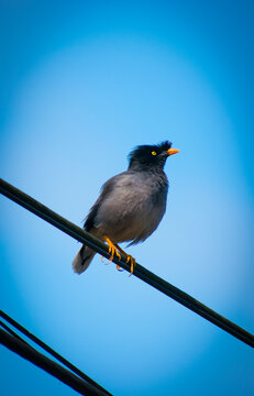 Beautiful jungle myna(shalik)bird looking angry on electrict wire selective focus images.