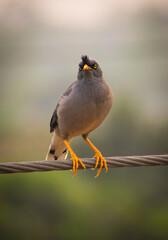 Beautiful jungle myna(shalik)bird looking angry on electrict wire selective focus images.