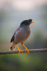 Beautiful jungle myna(shalik)bird looking angry on electrict wire selective focus images.