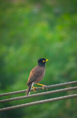 Beautiful jungle myna(shalik)bird looking angry on electrict wire selective focus images.