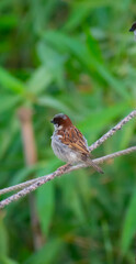 portrait images of a beautiful sparrow small bird siting on the wire.