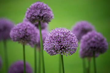 Closeup of purple allium blossom in a public garden