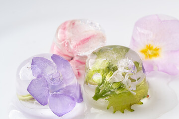Ice cubes with frozen flowers on a white background. Extreme Flower Close-up.