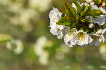 White flowers of a blooming cherry tree in spring on a natural green background. Spring blooming, Abstract spring background. Banner. Cherry blossoms in spring. Beautiful white blooming flowers