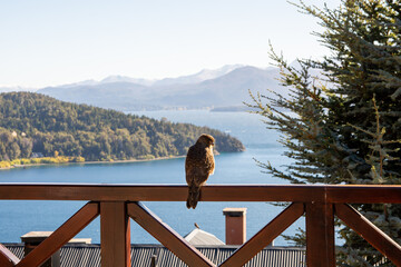 balcon con aves con vista al lago nahuel huapi en bariloche