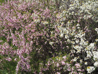 blooming garden white and pink flowering cherry bushes, plums