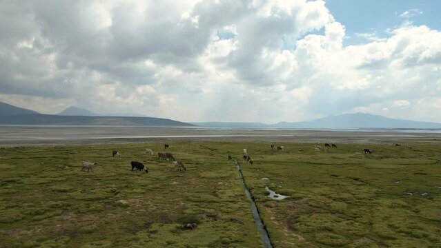 Salinas y Aguada Blanca National Reserve is located in the provinces of Caylloma and Arequipa in the region of Arequipa