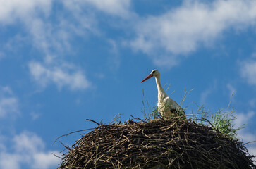 White Stork Nesting against a blue sky